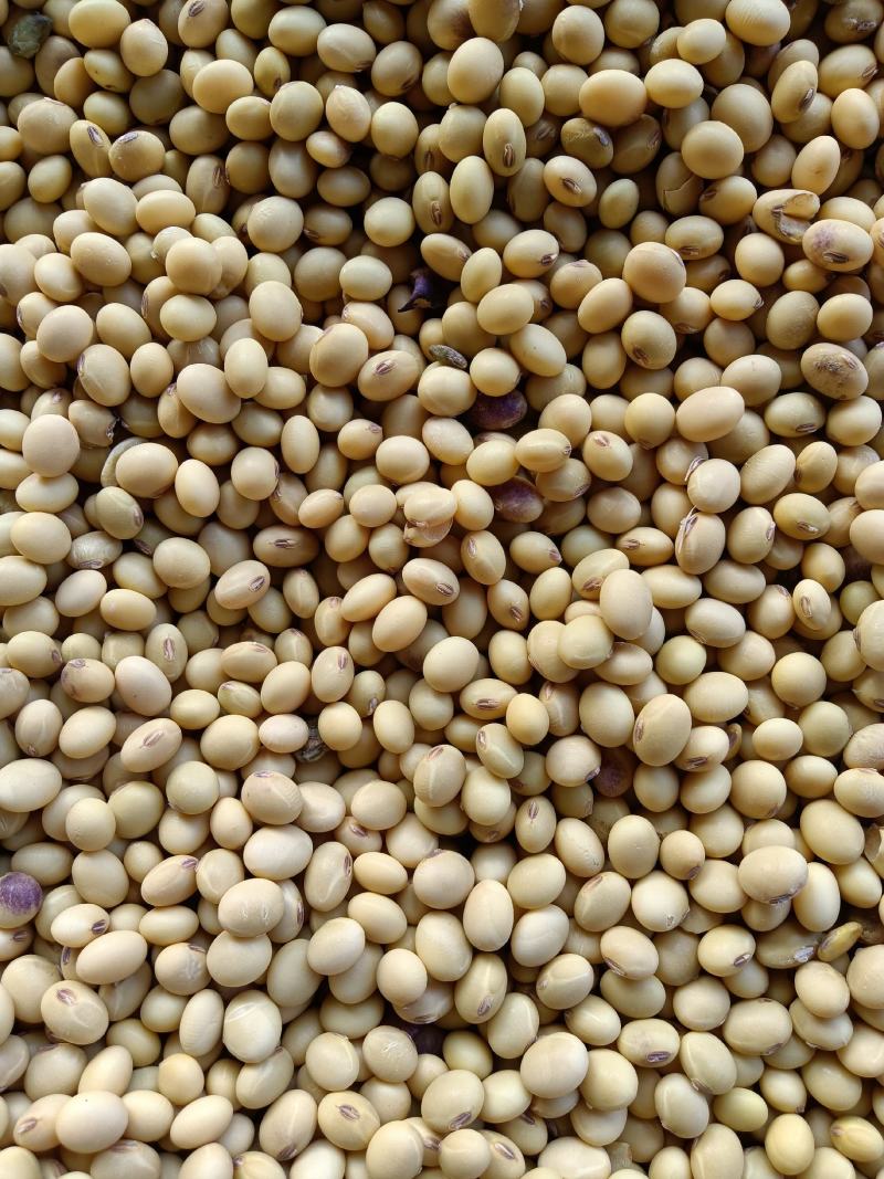 大豆批发